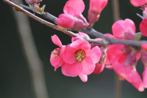 Foto d'estoc gratuïta de flor de roser, flors de primavera