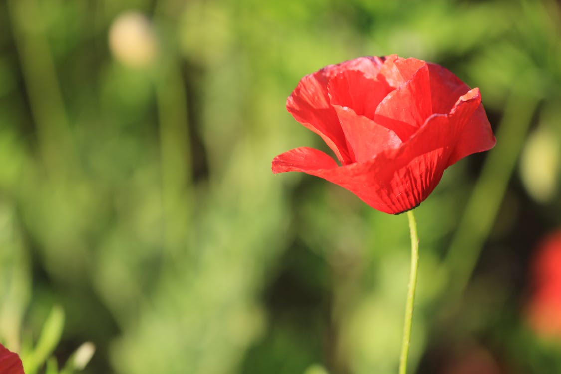 Free Red Poppy Flower Stock Photo