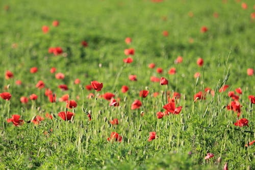бесплатная Красные цветы с лепестками Стоковое фото