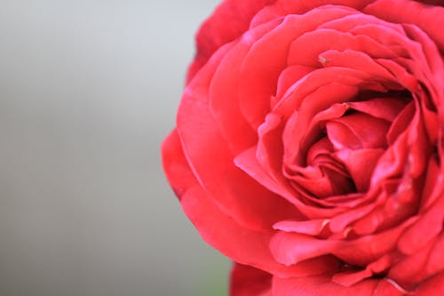 Free stock photo of red rose, rose bloom