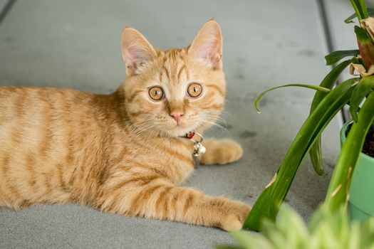 一只可爱的姜黄色小猫戴着项圈，懒洋洋地躺在户外人行道旁的植物边