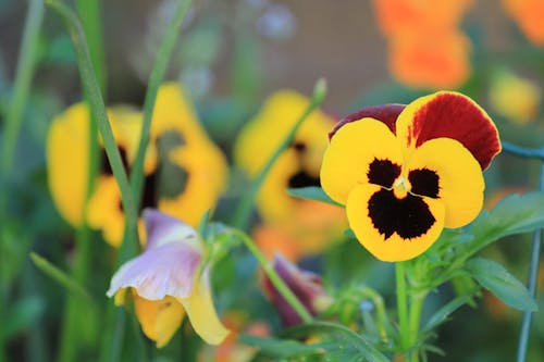 Foto d'estoc gratuïta de flor groga, florint, flors de primavera