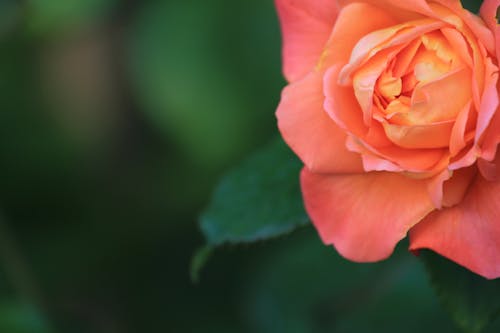 Foto d'estoc gratuïta de flor de roser