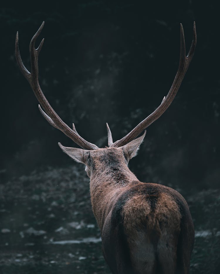 A Deer In A Forest