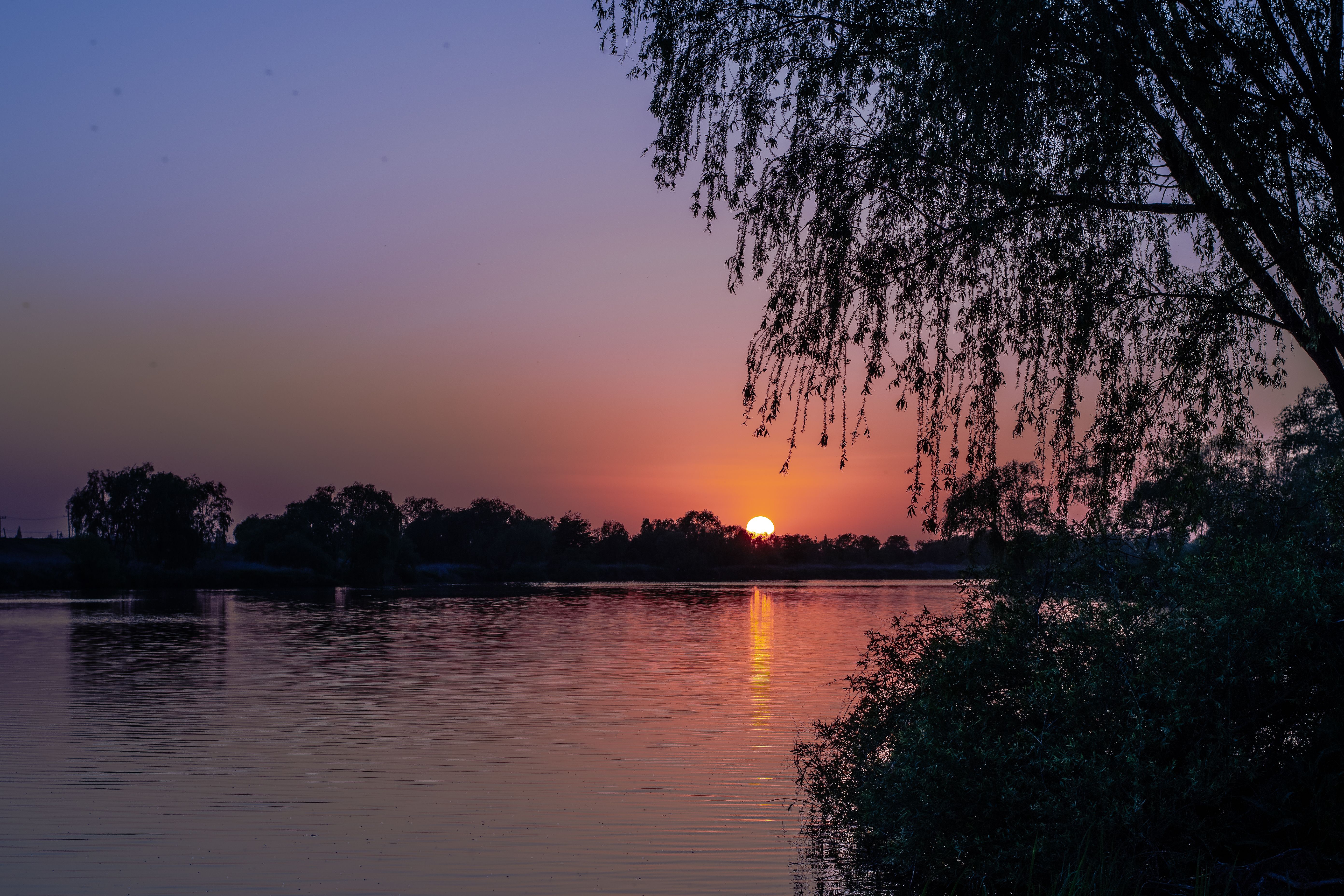 Silhouettes of Trees Near a Lake During Sunset · Free Stock Photo