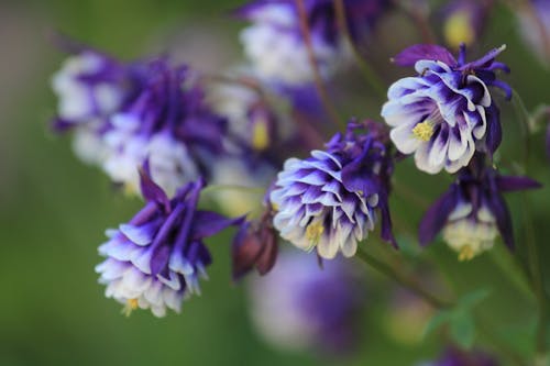 Shallow Focus Of Purple Flowers