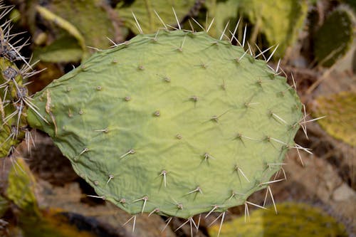 Fotos de stock gratuitas de cactus, Desierto, verde