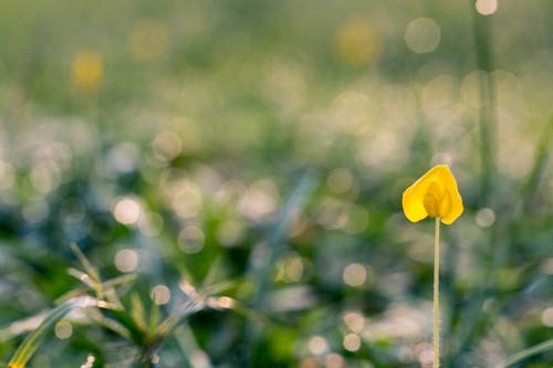 Kostenlos Gelbe Blütenblätter Stock-Foto
