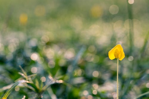 黃色花瓣花