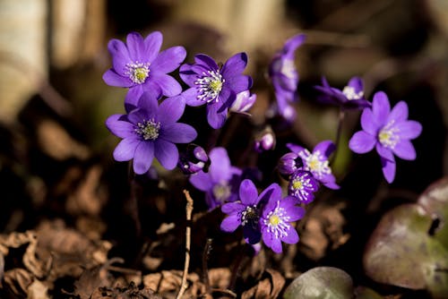 Close-Up Shot of Purple Flowers