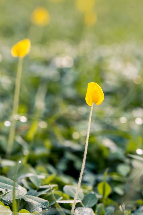 Fotografi Fokus Selektif Bunga Kelopak Kuning