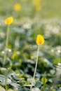 Selective Focus Photography Of Yellow Petaled Flower