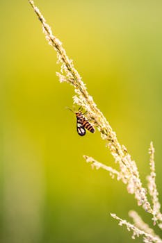 一张特写照片中，一只虎蛾栖息在小麦茎上，背景是充满活力的绿色