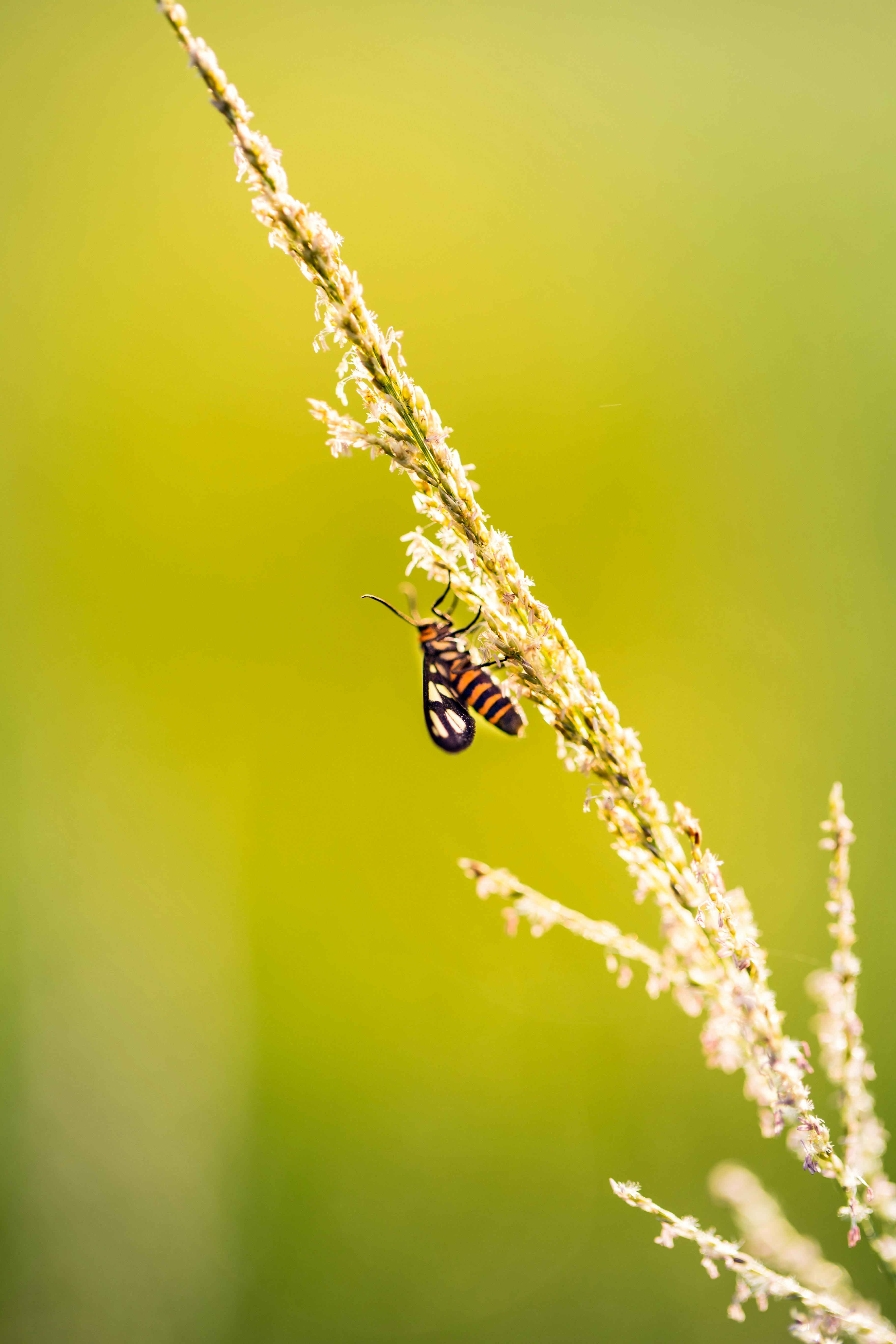 Insect On Flower · Free Stock Photo