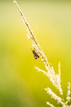 这张特写镜头充满活力，捕捉了栖息在小麦茎上的狐蝇，背景阳光明媚