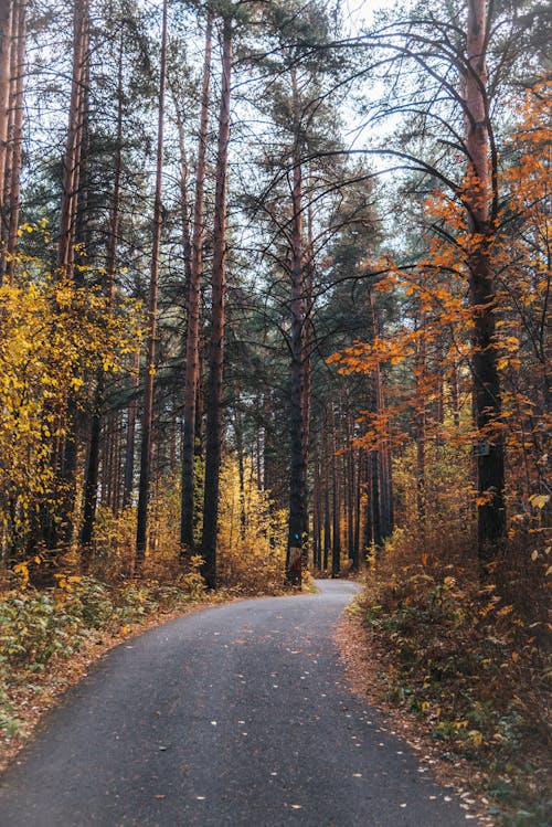 Kostenloses Stock Foto zu außerorts, draußen, herbst