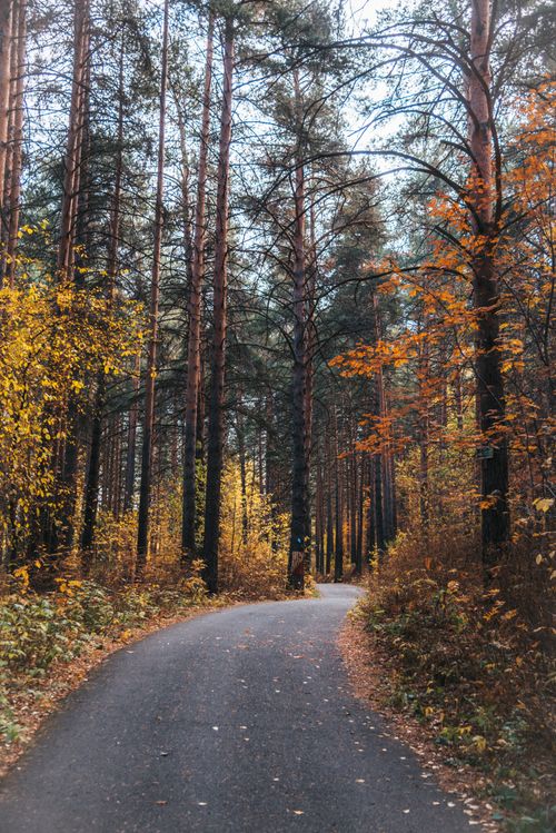 Free A tranquil road winding through a vibrant autumn forest with tall trees. Stock Photo