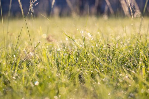 Free Capture the freshness of morning with this dewy grass scene filled with sparkling droplets. Stock Photo