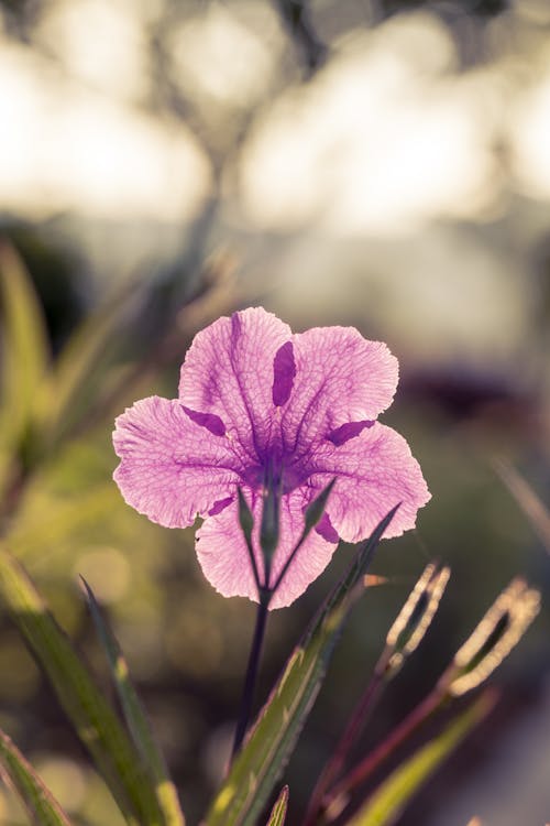 бесплатная Фиолетовый цветок с лепестками Стоковое фото