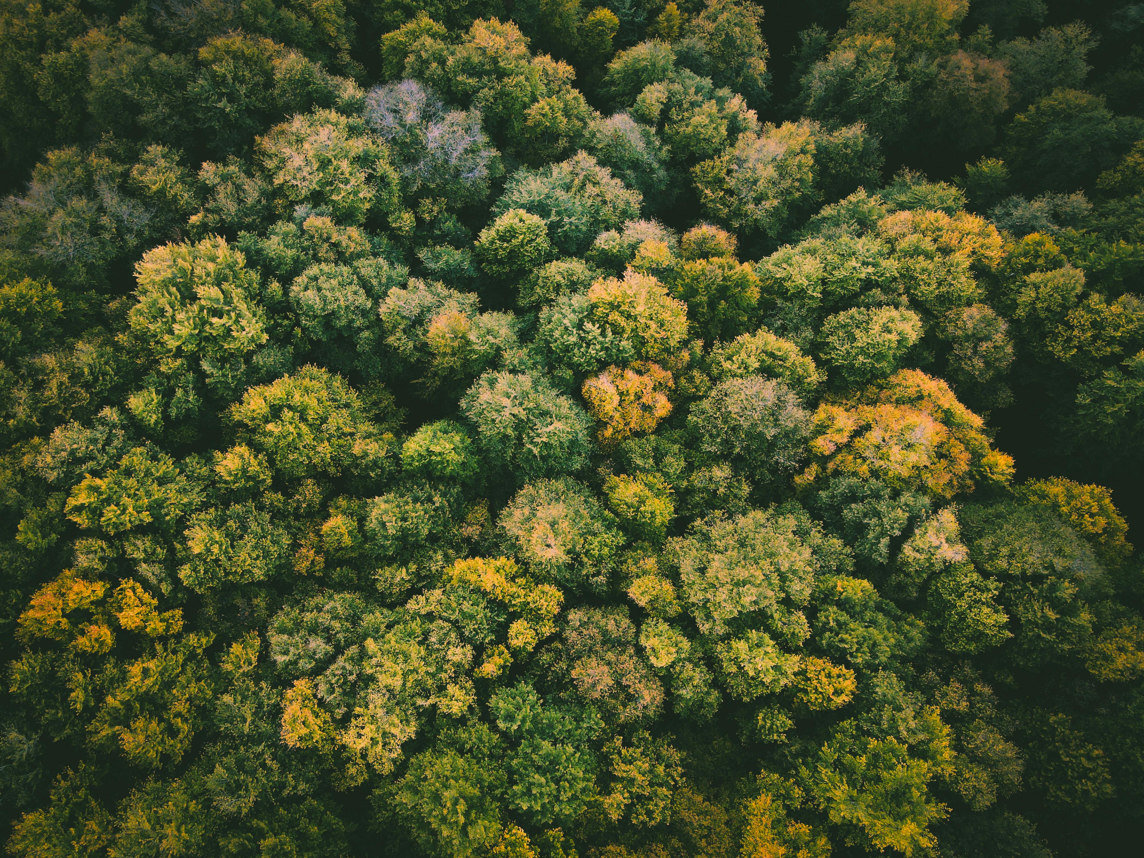 corporate governance esg esg what is governance — Photo by Kristian Aleksandrov on Pexels
