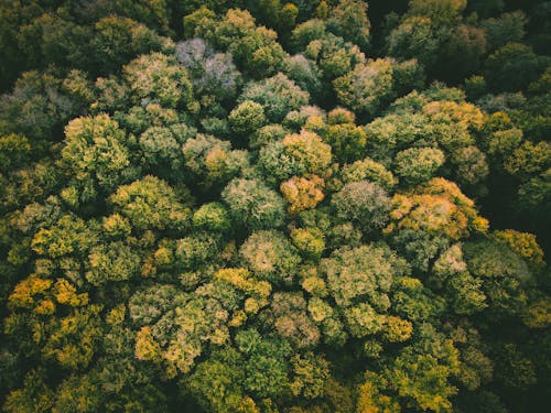 Fotos de stock gratuitas de arboles, bosque, foto con dron