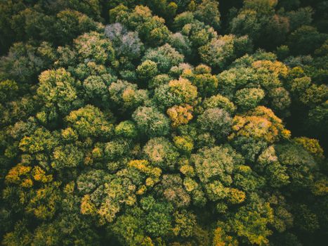 A top-down aerial shot showcasing the dense, vibrant green forest canopy from above.