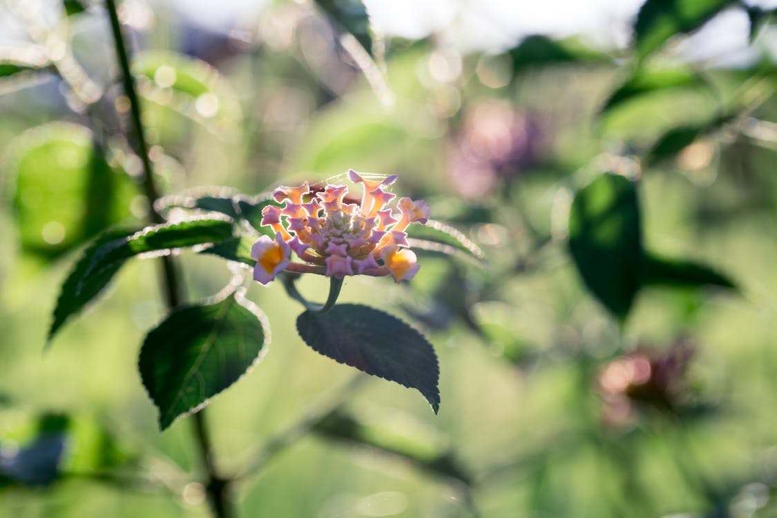 Clustered Flowers