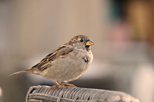 House Sparrow Bird on Brown Wooden Surface