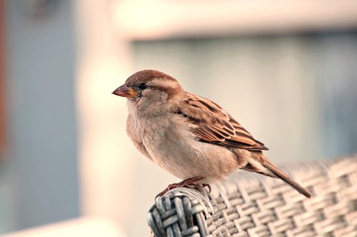 Free A sparrow perched gracefully on a woven chair with blurred background, highlighting its detailed plumage. Stock Photo