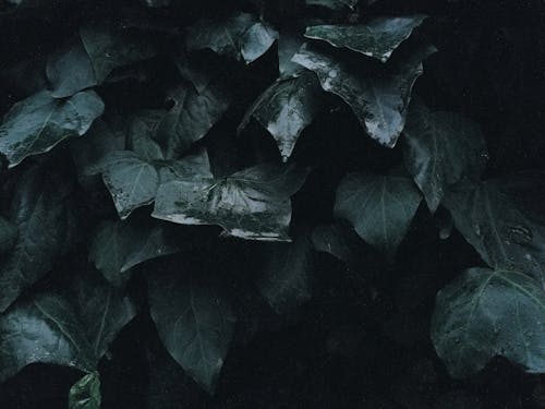 Bezpłatne Darmowe zdjęcie z galerii z liście, mokry, roślina Zdjęcie z galerii