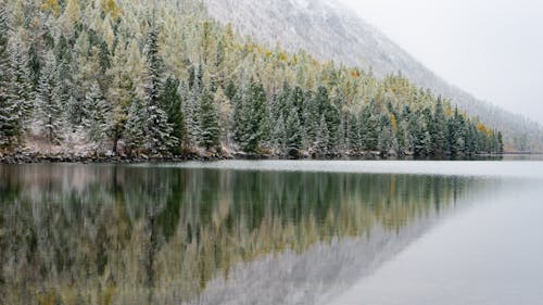 Fotos de stock gratuitas de agua, altai, arboles