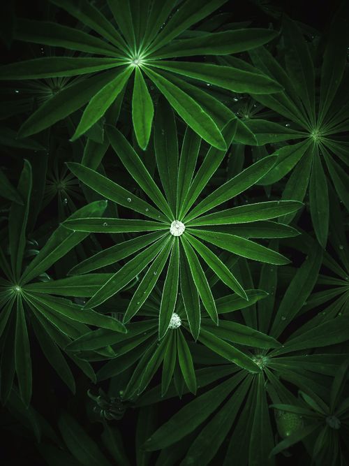 Free Close-up of lush green lupine leaves with dew drops, creating a fresh, natural look. Stock Photo