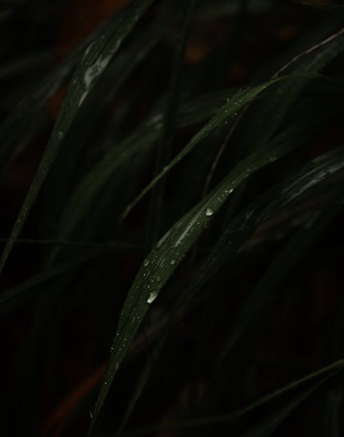 Foto profissional grátis de água, ecológico, escuro