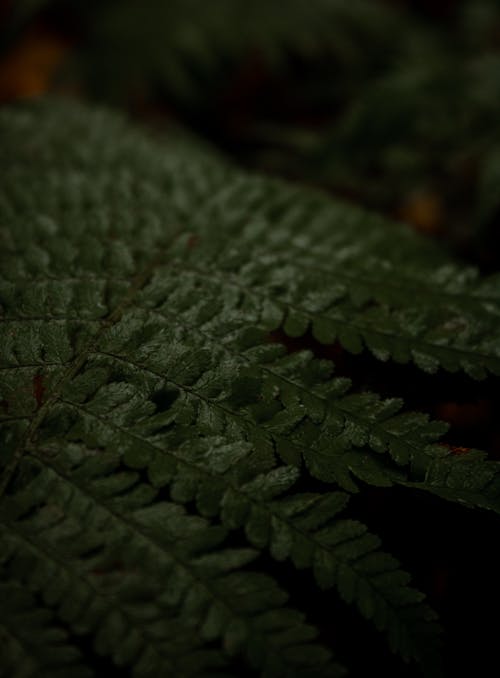 Fotos de stock gratuitas de de cerca, helecho, hojas verdes