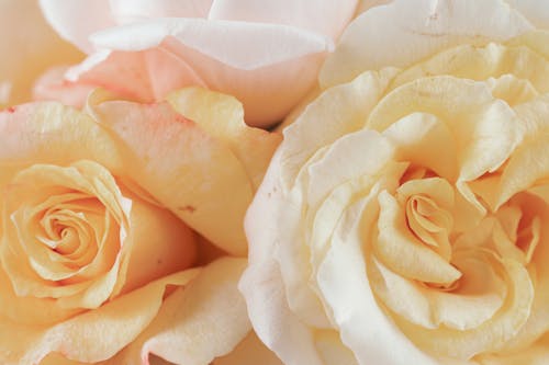 Close-Up Photograph of Yellow Roses