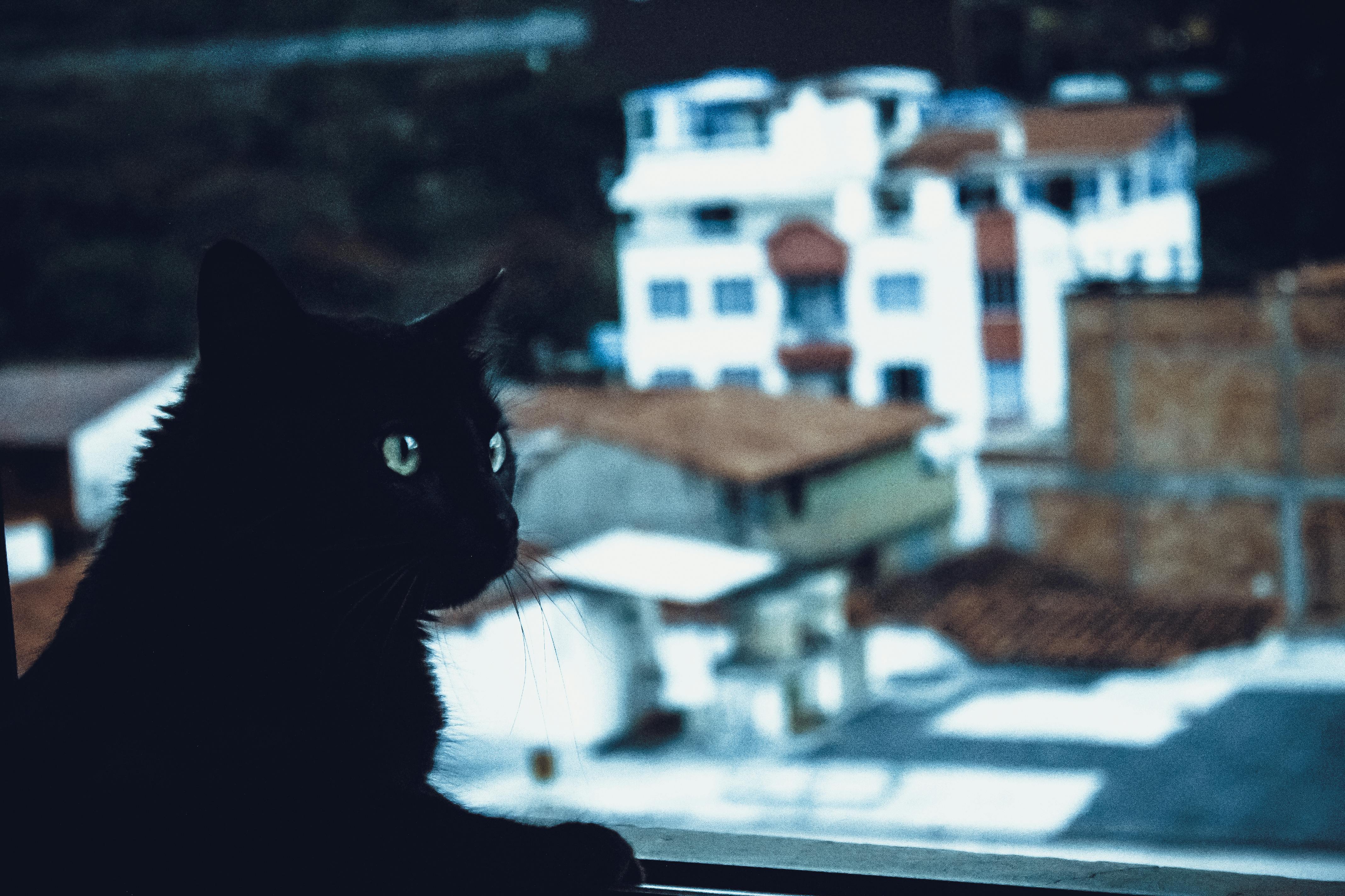 Black Cat Wallpaper Images - Free Download on Freepik