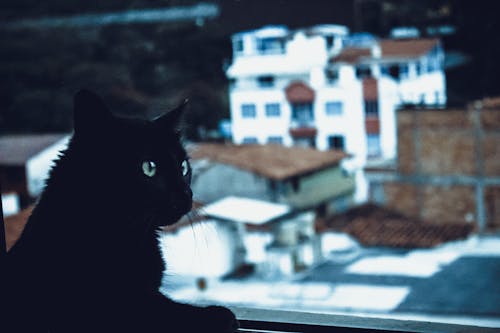 Free Black Cat Beside Window Stock Photo