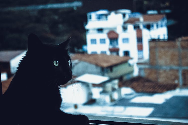 Black Cat Beside Window