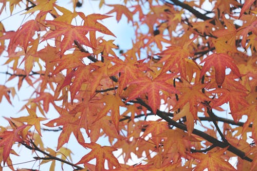 Orange Leaves in Tree Branches