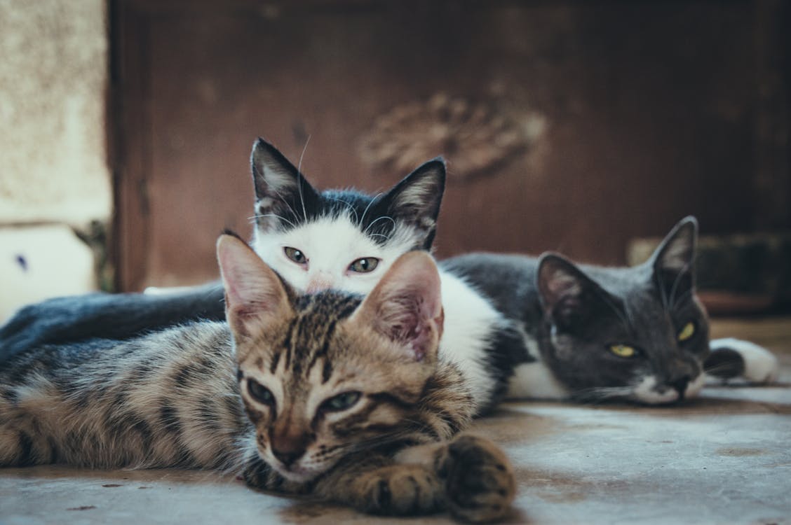 三只短毛猫拼色猫 免费素材图片