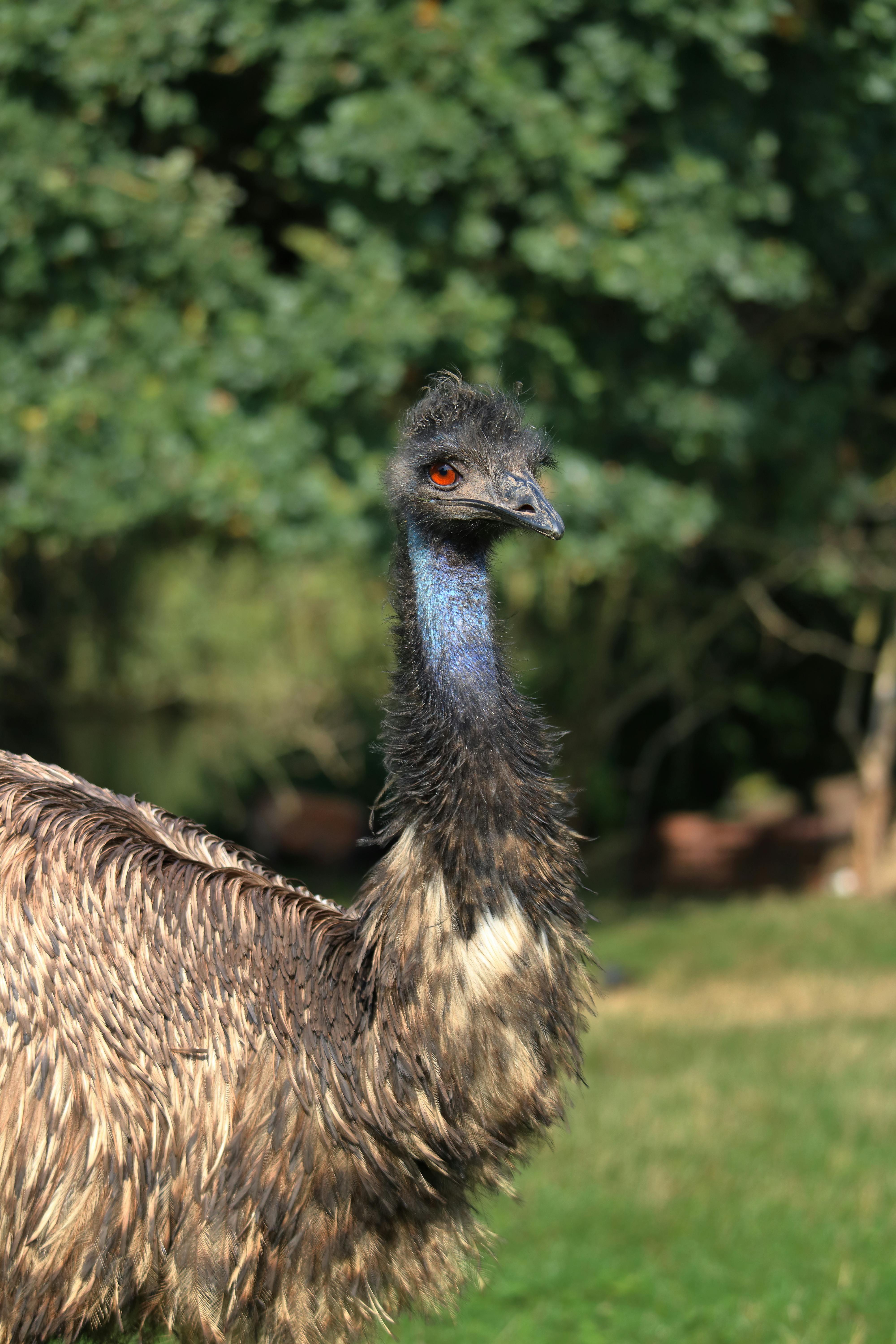 Close Up Photo Of An Emu On Grass Field Free Stock Photo