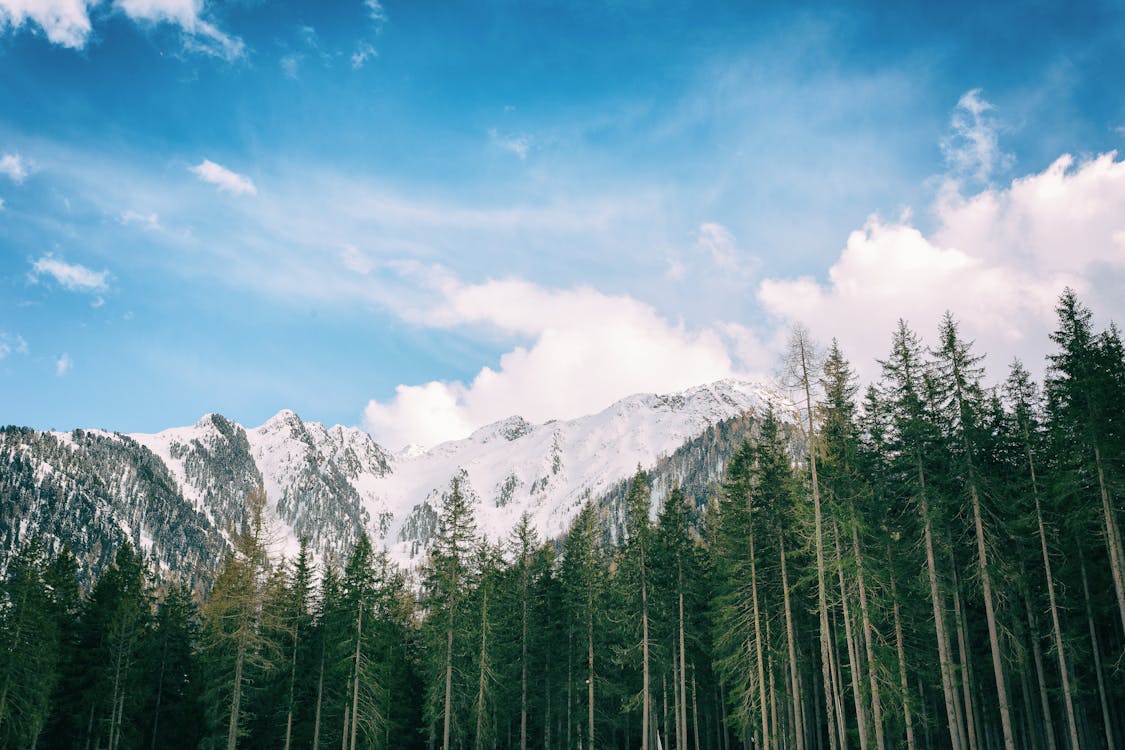 Cây Lá Xanh Với Nền Núi Tuyết · Ảnh có sẵn miễn phí