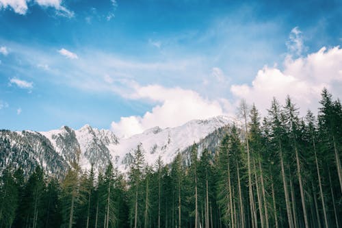 Arbres à Feuilles Vertes Avec Fond De Montagne Enneigée