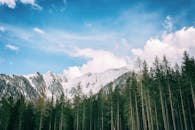 白雪皑皑的山脉和茂密的松林，在明亮的蓝天下，令人惊叹