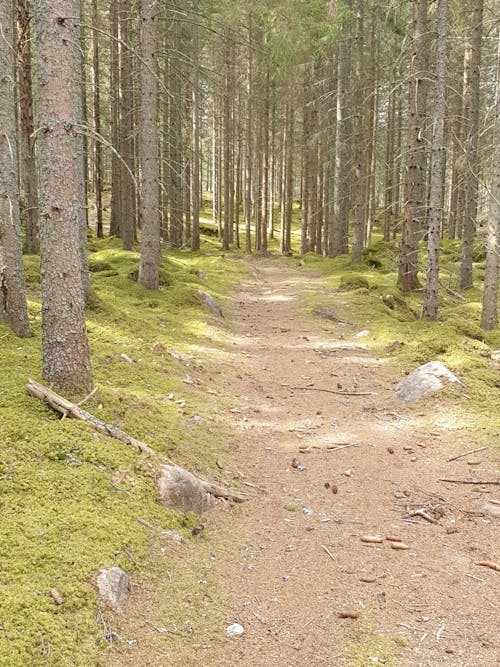 Foto stok gratis alam, hiking, musim semi
