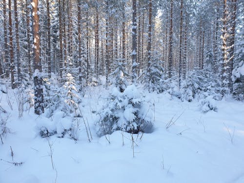 Snow Covered Trees