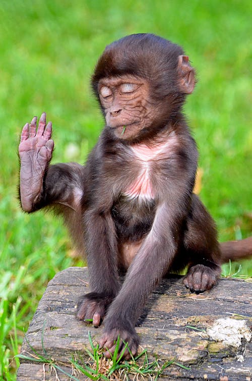 Foto d'estoc gratuïta de animal, assegut, cria de mico
