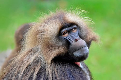 Close-Up Photography of a Monkey
