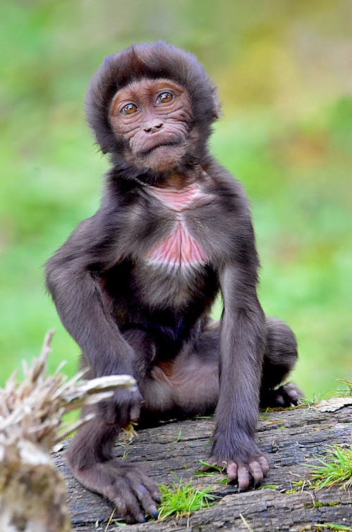 Fotobanka s bezplatnými fotkami na tému chlpatý, primát, roztomilý
