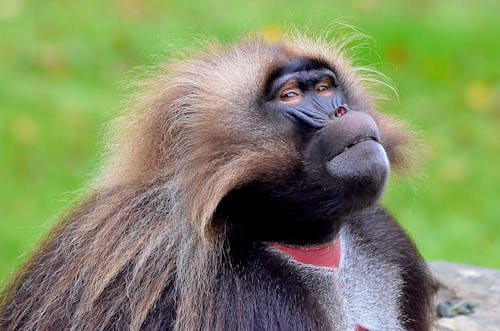 Close Up Photo of a Monkey